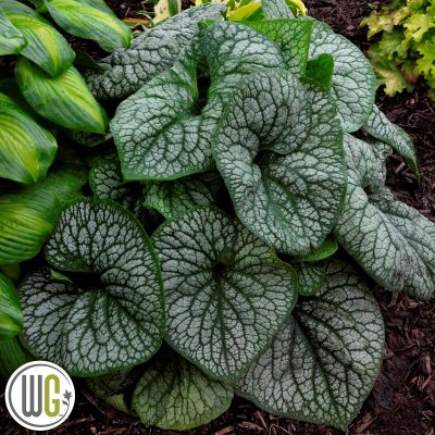 Brunnera macrophylla Jack of Diamonds ®, Kaukasisk Förgätmigej, C3