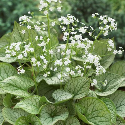 Brunnera macrophylla Mr. Morse ®, Kaukasisk Förgätmigej