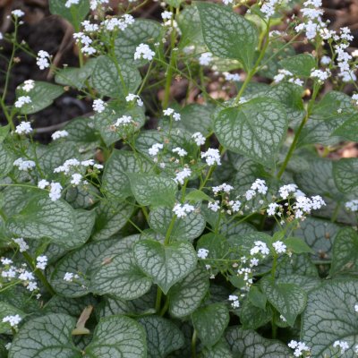 Brunnera macrophylla Mr. Morse ®, Kaukasisk Förgätmigej