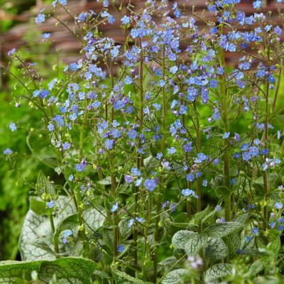 Brunnera macrophylla Sea Heart, Kaukasisk Förgätmigej, stickling 3-pack