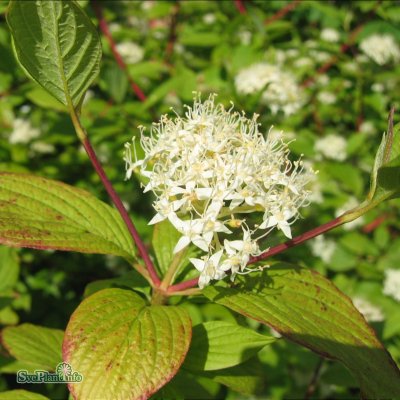 Cornus alba Sibirica, Korallkornell