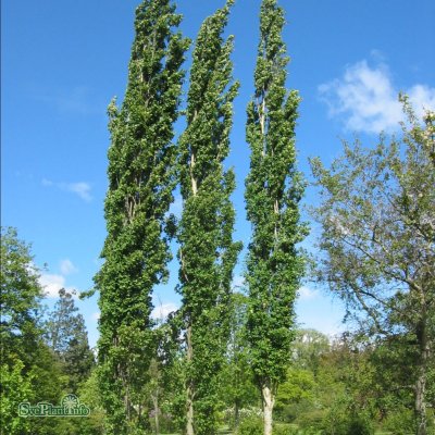 Populus tremula Erecta, Pelarasp