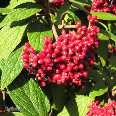 Viburnum rhytidophyllum, Rynkolvon