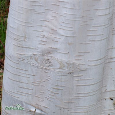 Betula utilis ssp. jacquemontii Doorenbos, Himalayabjörk
