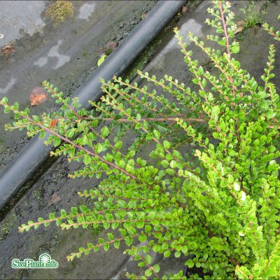 Cotoneaster horizontalis, Lingonoxbär, 60 stam C4