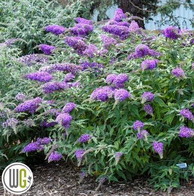 Buddleja davidii Violet Cascade ®, Syrenbuddleja, Fjärilsbuske