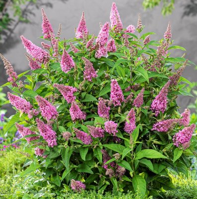 Buddleja davidii Butterfly Candy ® Little Pink, Dvärgbuddleja, Fjärilsbuske