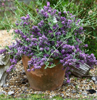 Buddleja alternifolia Unique, Sommarbuddleja, C3