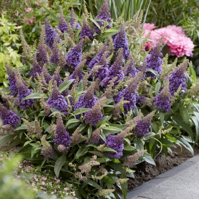 Buddleja davidii Butterfly Candy ® Little Lila
