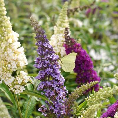 Buddleja davidii Buzz ® Trio, Syrénbuddleja, Fjärilsbuske