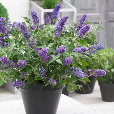 Buddleja davidii Free Petite ™ Blue Heaven, Dvärgbuddleja, Fjärilsbuske