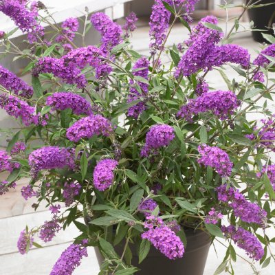 Buddleja davidii Free Petite ™ Dark Pink, Dvärgbuddleja, Fjärilsbuske, C3