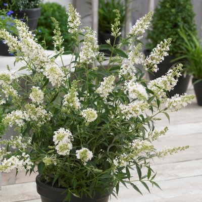 Buddleja davidii Free Petite ™ Snow White, Dvärgbuddleja, Fjärilsbuske