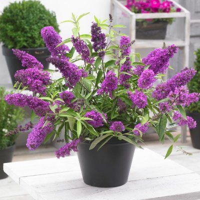 Buddleja davidii Free Petite ™ Tutti Frutti, Dvärgbuddleja, Fjärilsbuske, C3