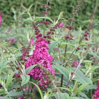 Buddleja davidii Miss Ruby, Syrenbuddleja, Fjärilsbuske, 50-60 C3