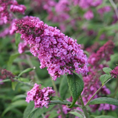Buddleja davidii Pink Delight, Syrenbuddleja, Fjärilsbuske, 50-60 C3