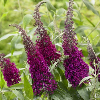 Buddleja davidii Sugar Plum ®, Syrénbuddleja, Fjärilsbuske