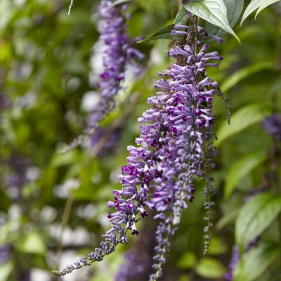 Buddleja lindleyana