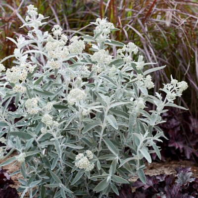 Buddleja davidii Silver Anniversary ® (Morning Mist ®), Syrenbuddleja, Fjärilsbuske, 30-40 C3