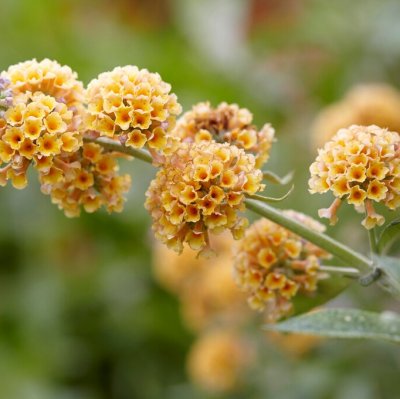 Buddleja x weyeriana Sungold, Weyerbuddleja, 50-60 C3