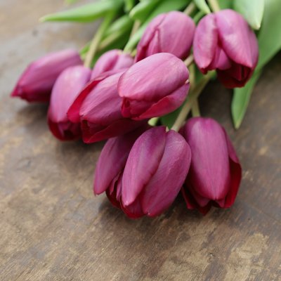 Tulpan Mix Beauty 30st