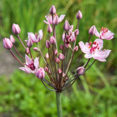 Butomus umbellatus, Blomvass, P9cm