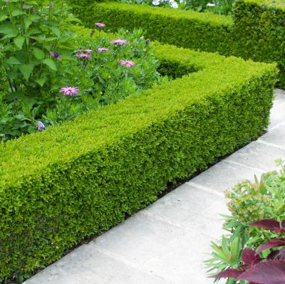 Buxus sempervirens, Buxbom, 15cm 6-pack