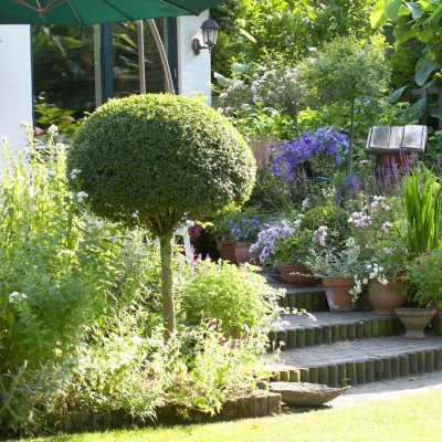 Buxus sempervirens, Buxbom Stam Klot