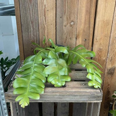 Epiphyllum Anguliger Fern Leaf