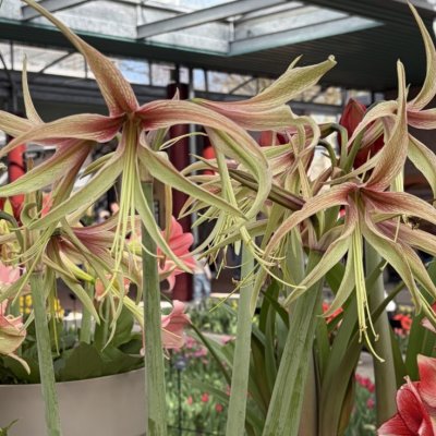 Hippeastrum Tarantula ®