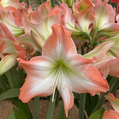 Amaryllis Shine Dream ®