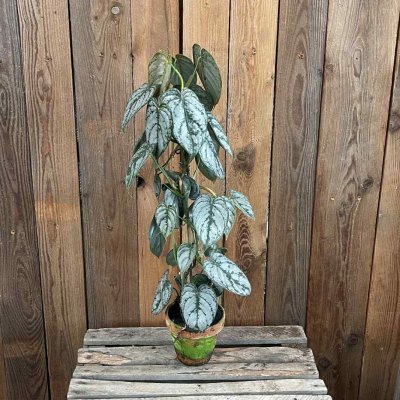 Philodendron Brandtianum
