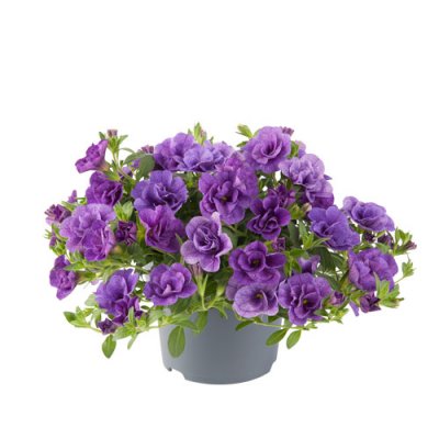 Småpetunia, Stickling, Million Bells Cabaret ® Double Blue 3-pack