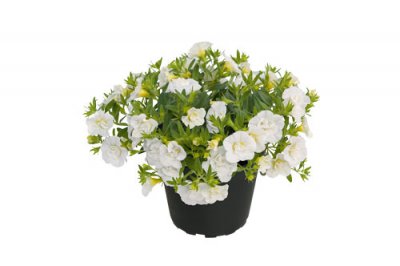 Småpetunia, Stickling, Million Bells Cabaret ® Double White 3-pack