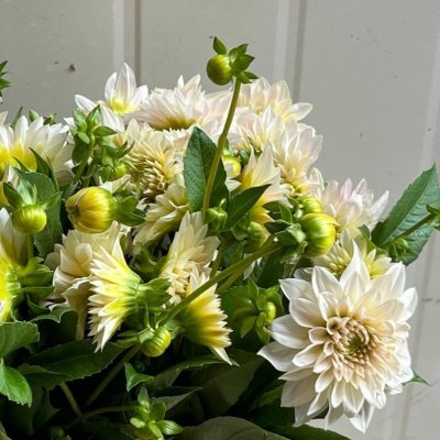 Dahlia Dekorativ Café au Lait Mini 1st