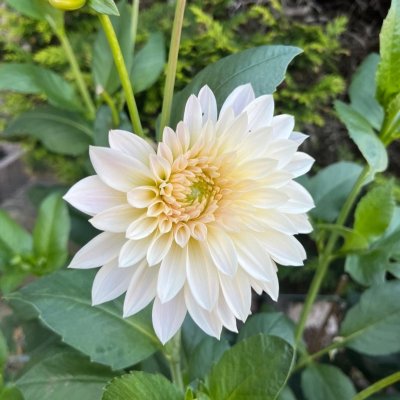 Dahlia Dekorativ Café au Lait Mini 1st