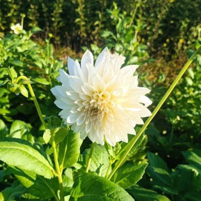 Dahlia Dekorativ Café au Lait Mini 1st