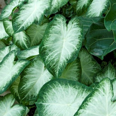 Kaladium Caladium Aaron 1st