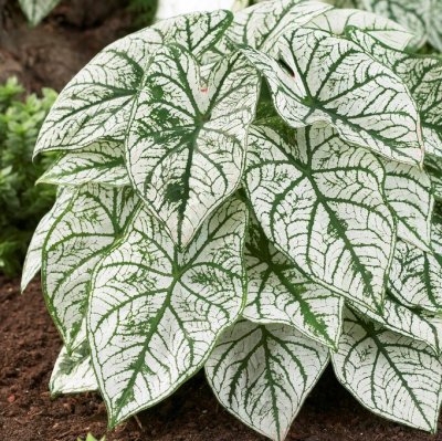 Kaladium Caladium Candidum 1st