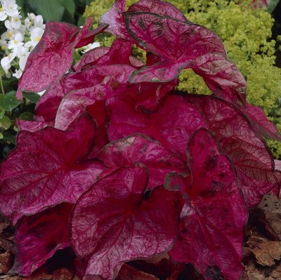 Kaladium Caladium Fannie Munson 1st