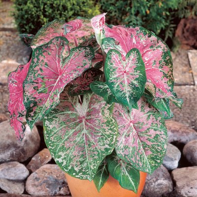 Kaladium Caladium Pink Cloud 1st