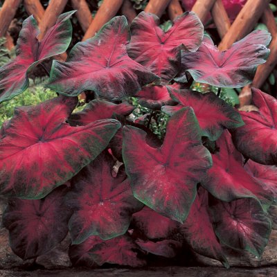 Kaladium Caladium Postman Joyner 1st