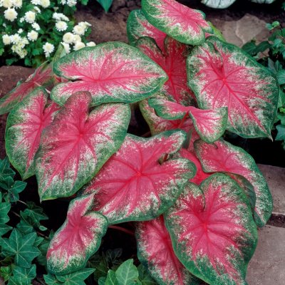 Kaladium Caladium Rosebud 1st