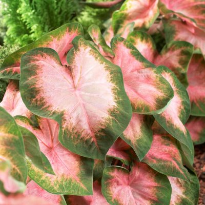 Kaladium Caladium Florida Cardinal 1st
