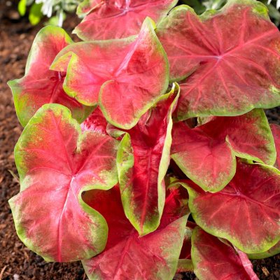 Kaladium Caladium Freida Hemple 1st