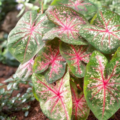 Kaladium Caladium Pink Beauty 1st