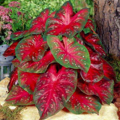 Kaladium Caladium Red Flash 1st