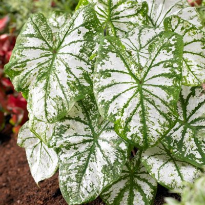 Kaladium Caladium White Christmas 1st