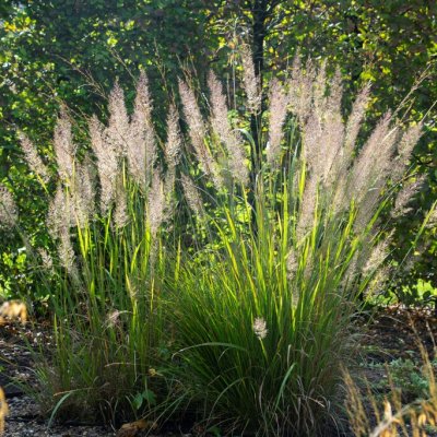 Calamagrostis brachytricha, Diamantrör, SQ1