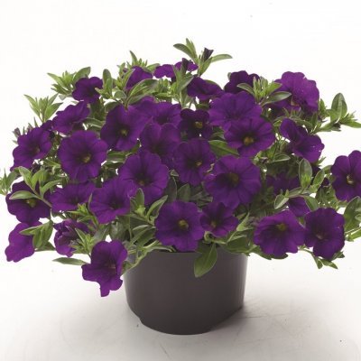 Småpetunia, Stickling, Million Bells Cabaret ® Dark Blue
